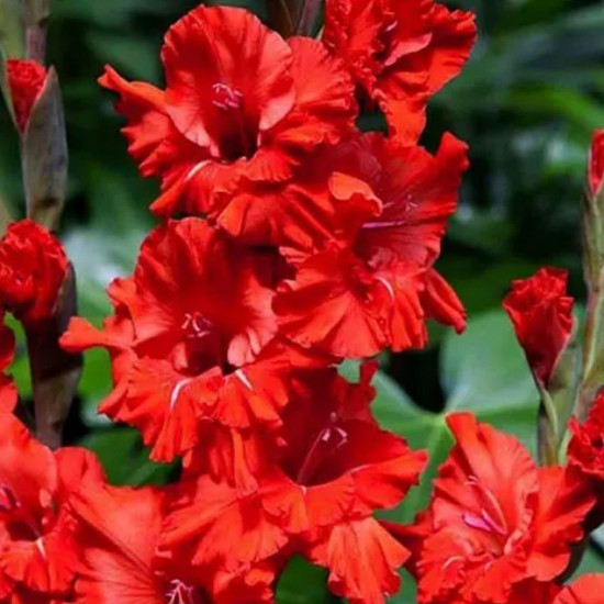 Гладіолус Гофрований Fire Frizzle