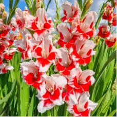 Гладіолус Великоквітковий Helvetia