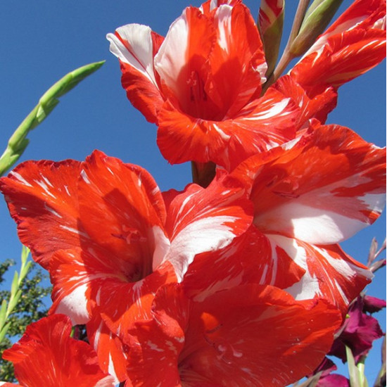 Гладіолус Великоквітковий Helvetia