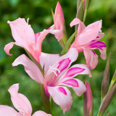 Гладіолус Низькорослий нанус Impressive