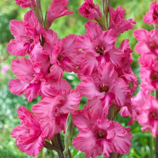 Гладіолус Гофрований Kingston Frizzle