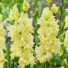 Гладіолус Гофрований Lemon Frizzle