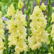 Гладіолус Гофрований Lemon Frizzle