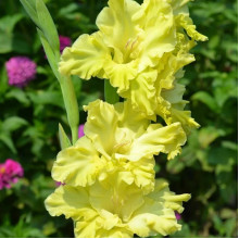 Гладіолус Гофрований Lemon Frizzle
