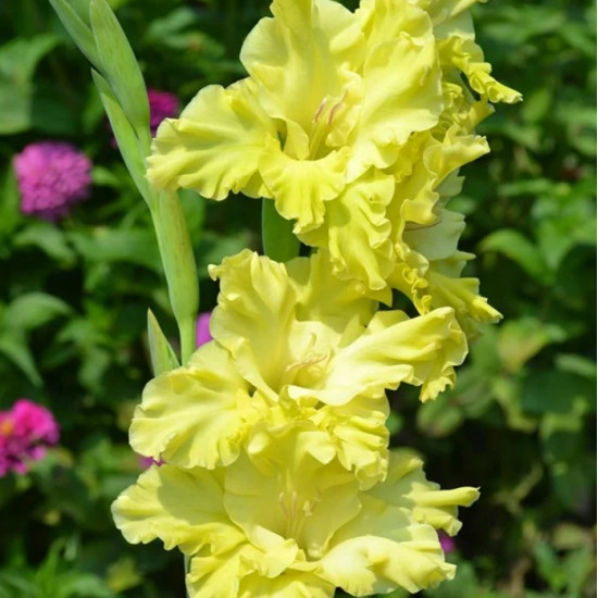 Гладіолус Гофрований Lemon Frizzle
