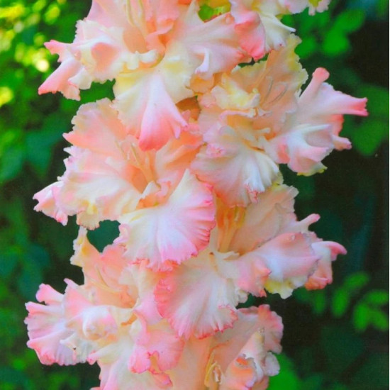 Гладіолус Гофрований Mindset