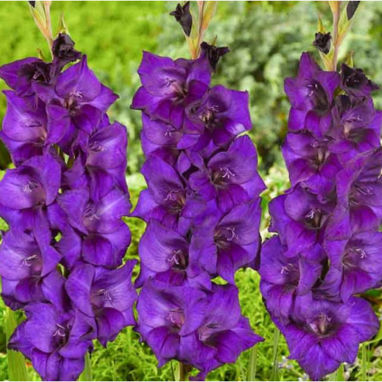 Гладіолус Великоквітковий Mombasa