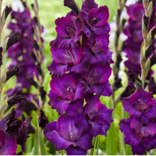 Гладіолус Великоквітковий Mombasa