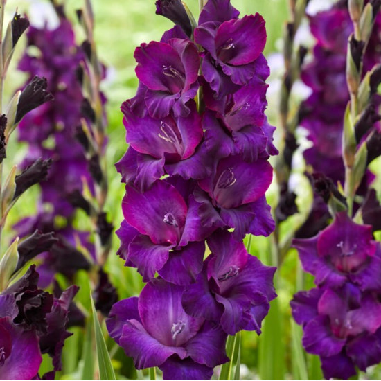 Гладіолус Великоквітковий Mombasa