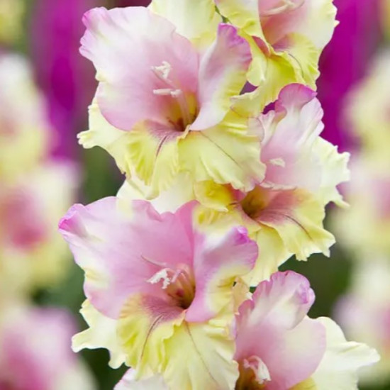 Гладіолус Великоквітковий Mon Amour