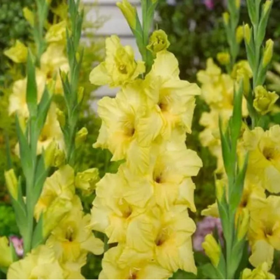 Гладіолус Великоквітковий Nova Lux