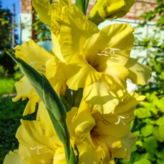 Гладіолус Великоквітковий Nova Lux