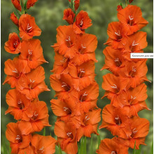 Гладіолус Великоквітковий Orange King