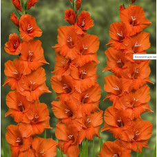 Гладіолус Великоквітковий Orange King