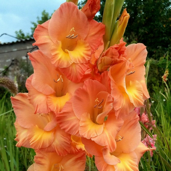 Гладіолус Великоквітковий Orange King
