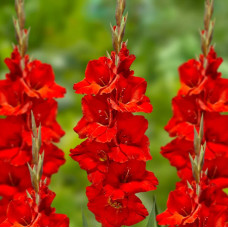 Гладіолус Великоквітковий Oscar