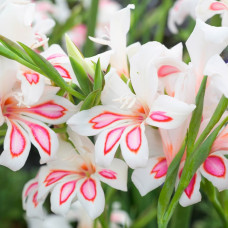 Гладіолус Низькорослий нанус Prins Claus