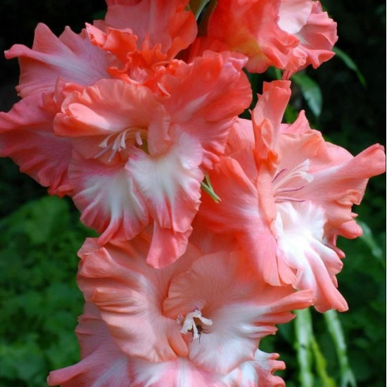 Гладіолус Гофрований Ted's Frizzle