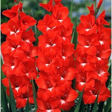 Гладіолус Великоквітковий Traderhorn