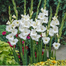 Гладіолус Великоквітковий White Prosperity