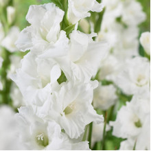 Гладіолус Великоквітковий White Prosperity