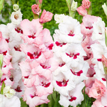 Гладиолус Крупноцветковый Wine and Roses