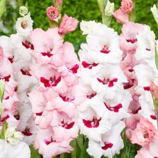 Гладіолус Великоквітковий Wine and Roses