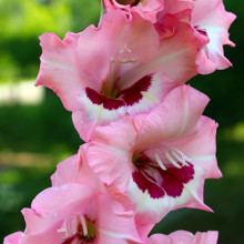 Гладиолус Крупноцветковый Wine and Roses