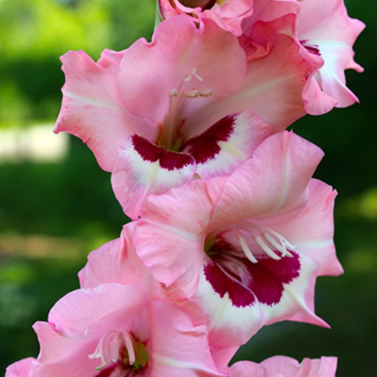 Гладіолус Великоквітковий Wine and Roses