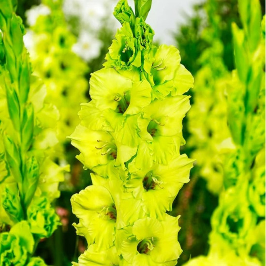 Гладіолус Великоквітковий Evergreen