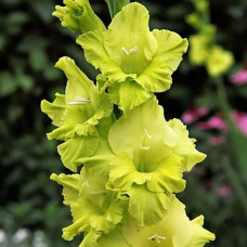 Гладіолус Великоквітковий Evergreen