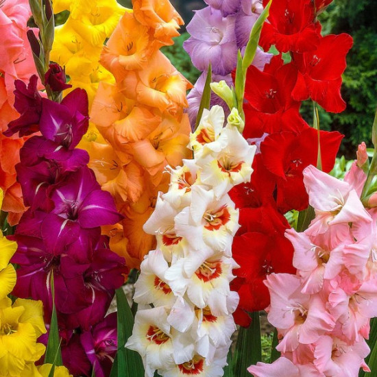 Гладіолус Великоквіткова суміш 3 циб