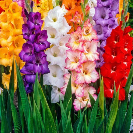 Гладіолус Великоквіткова суміш 3 циб
