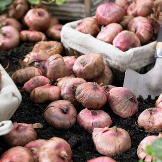 Гладіолус Великоквіткова суміш 3 циб