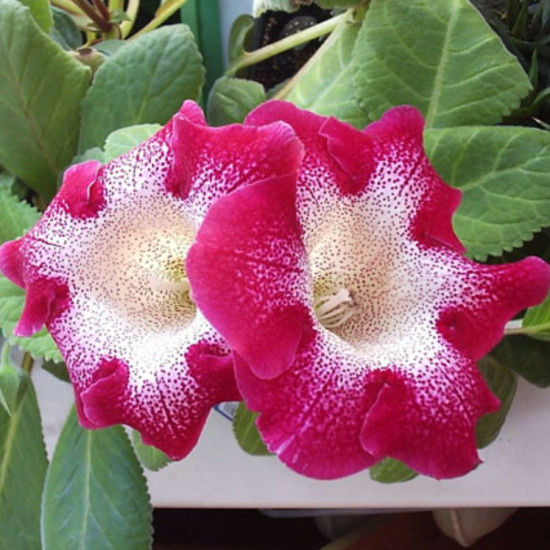 Глоксинія Blanche de Meru