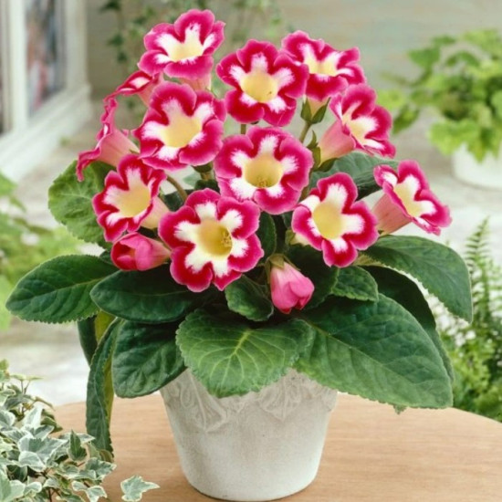 Глоксинія Blanche de Meru