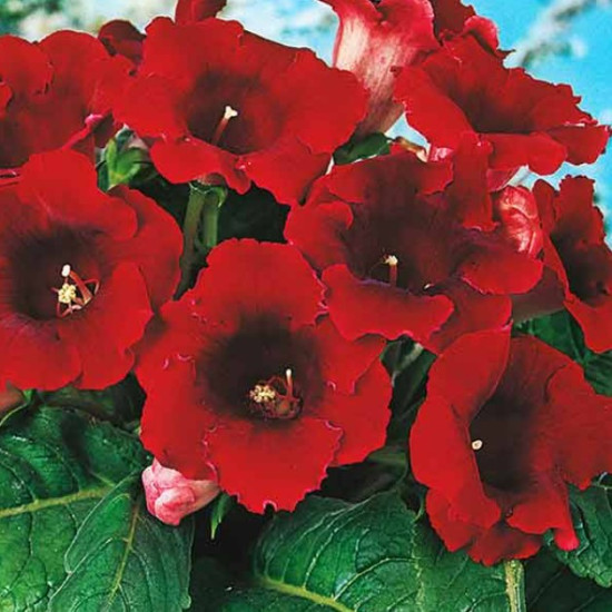 Глоксинія Crispa Meteor