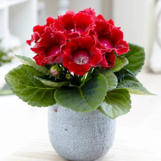 Глоксинія Crispa Meteor