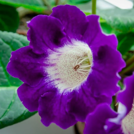 Глоксинія Hollywood