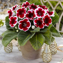 Глоксиния Kaiser Friedrich