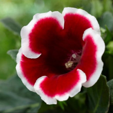 Глоксиния Kaiser Friedrich