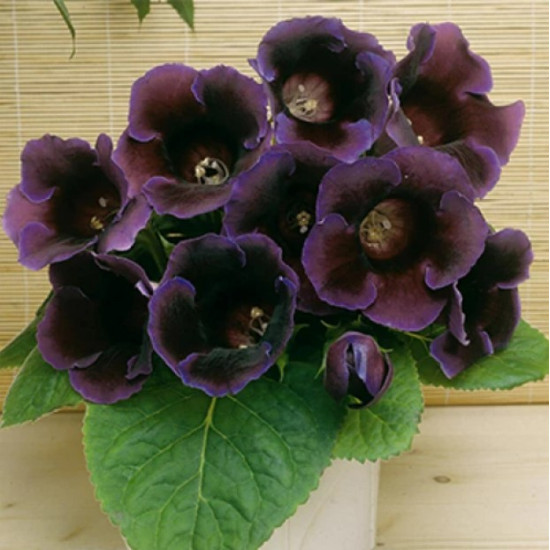 Глоксинія Kaiser Violacea