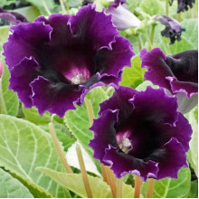 Глоксинія Kaiser Violacea