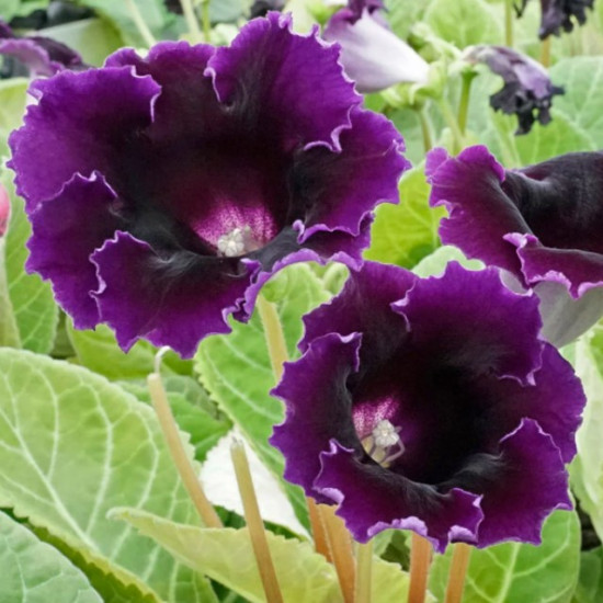 Глоксинія Kaiser Violacea