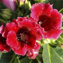 Глоксинія Red King (Червоний король)