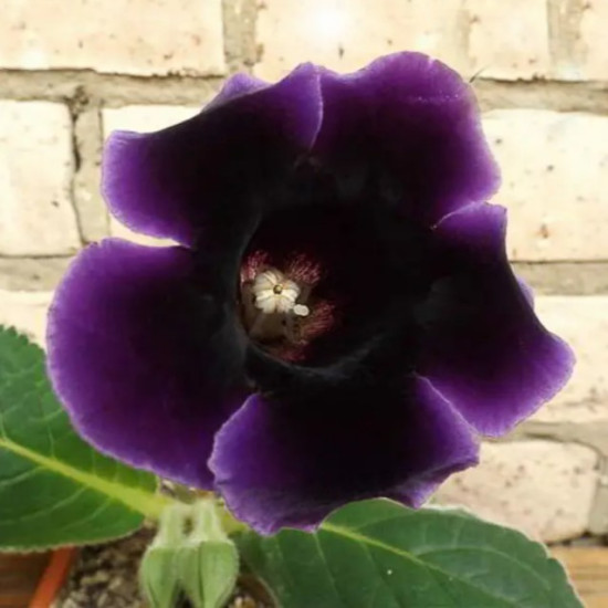 Глоксинія Prins Albert