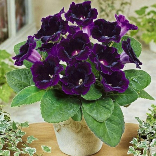 Глоксинія Prins Albert