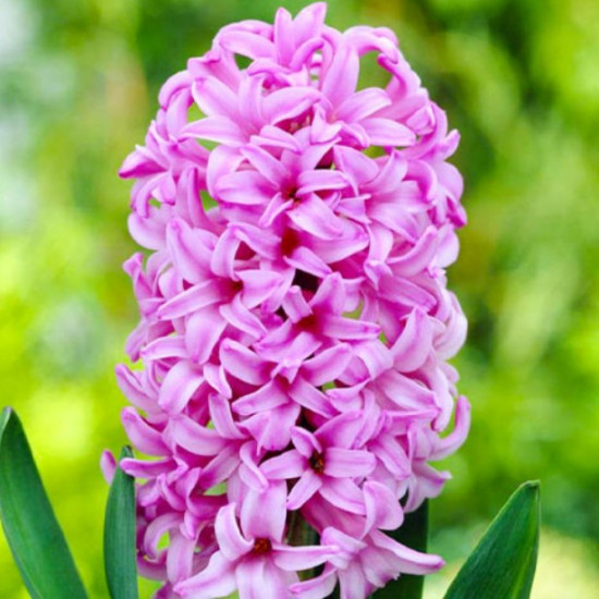 Гіацинт садовий Anna Liza