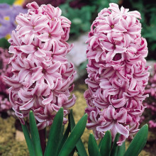 Гіацинт садовий Anna Liza