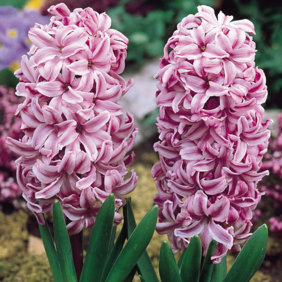 Гіацинт садовий Anna Liza